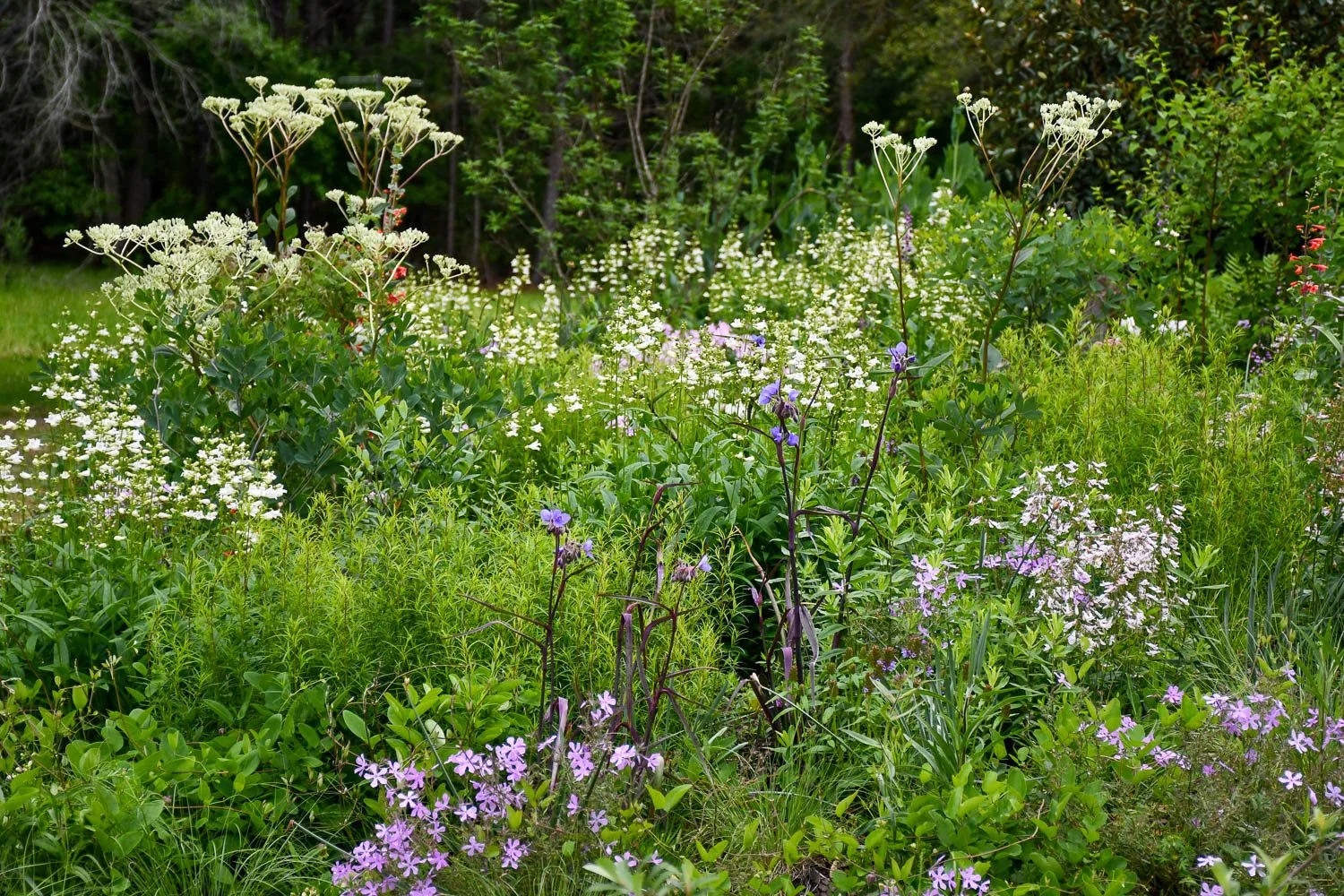 Late April at Ephemera Farm | Meristem